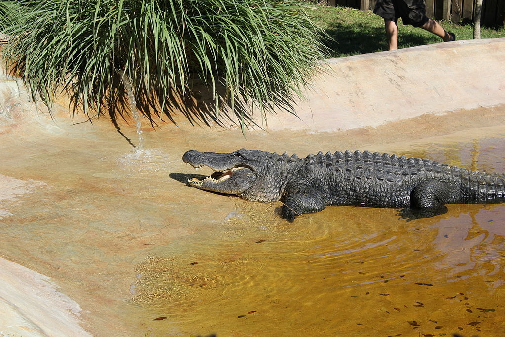 Tour Privado de los Everglades