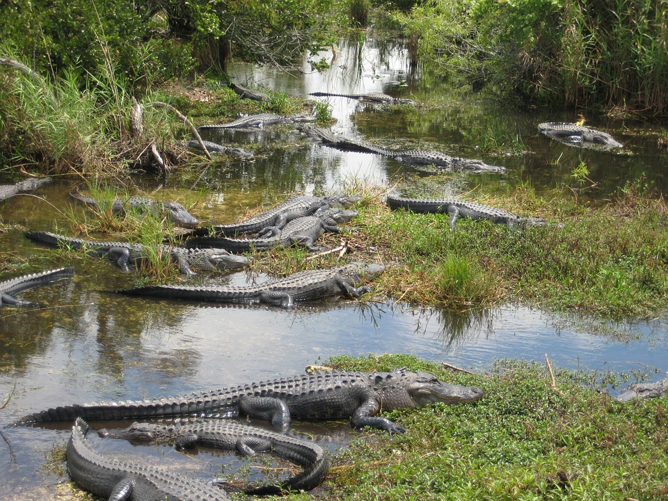 swamp tour miami florida