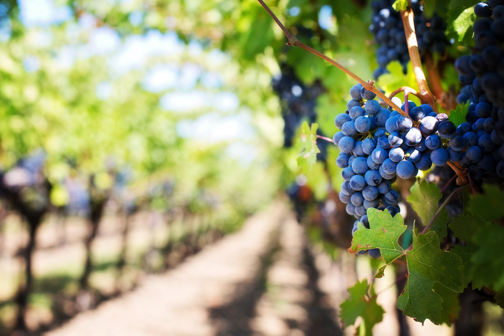 Visite privée des vignobles de la Côte d'Azur au départ de Nice