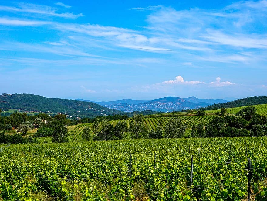 Visite privée des vignobles de la Côte d'Azur au départ de Monaco