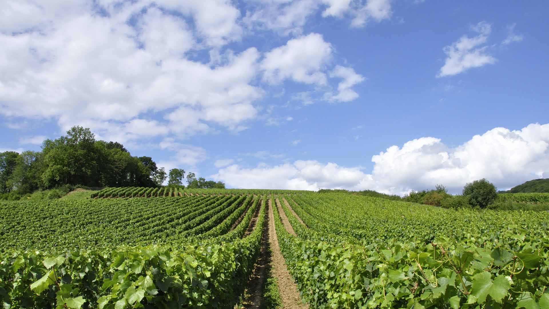 Tour privado a viñedos en Cotes de Provence