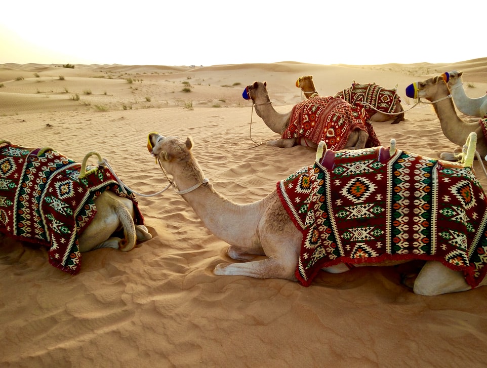 dubai camel