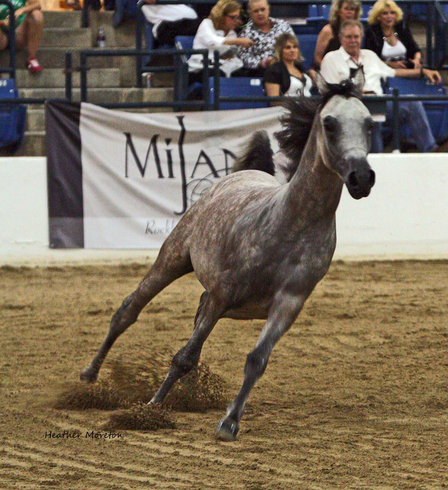 Private Arabian Horses Tour