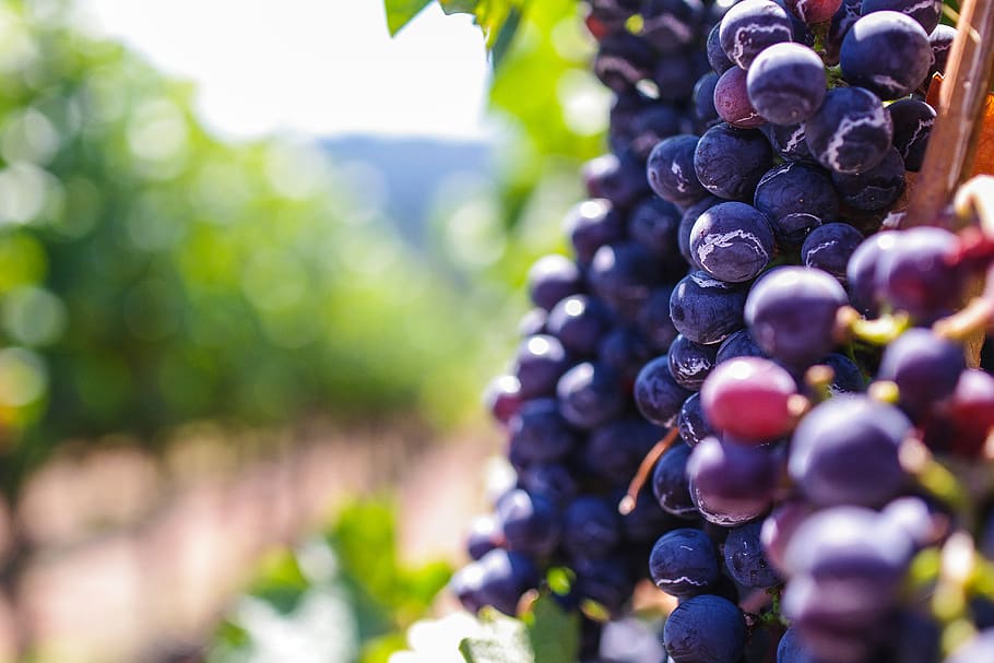 Visite privée des vignobles de Long Island