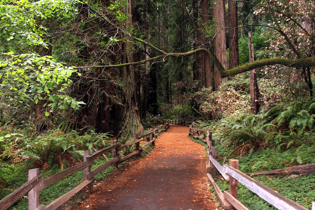 Private Day Tour to Muir Woods and Sausalito