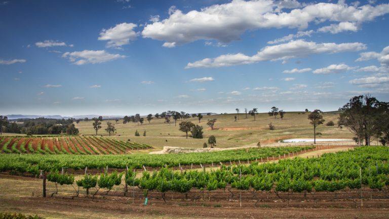 Tour Privado a viñedos de Hunter Valley