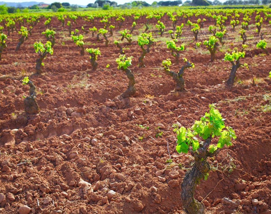 Private excursion to 3 vineyards in La Rioja from Bilbao
