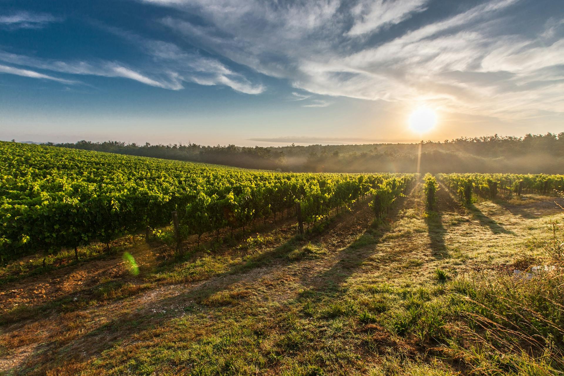 Tour de un día a las bodegas de La Rioja desde Madrid