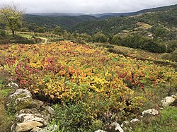Ribeira Sacra, cañón del Sil