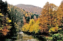 Selva de Irati, Navarra