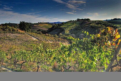 Viñedos del Chianti